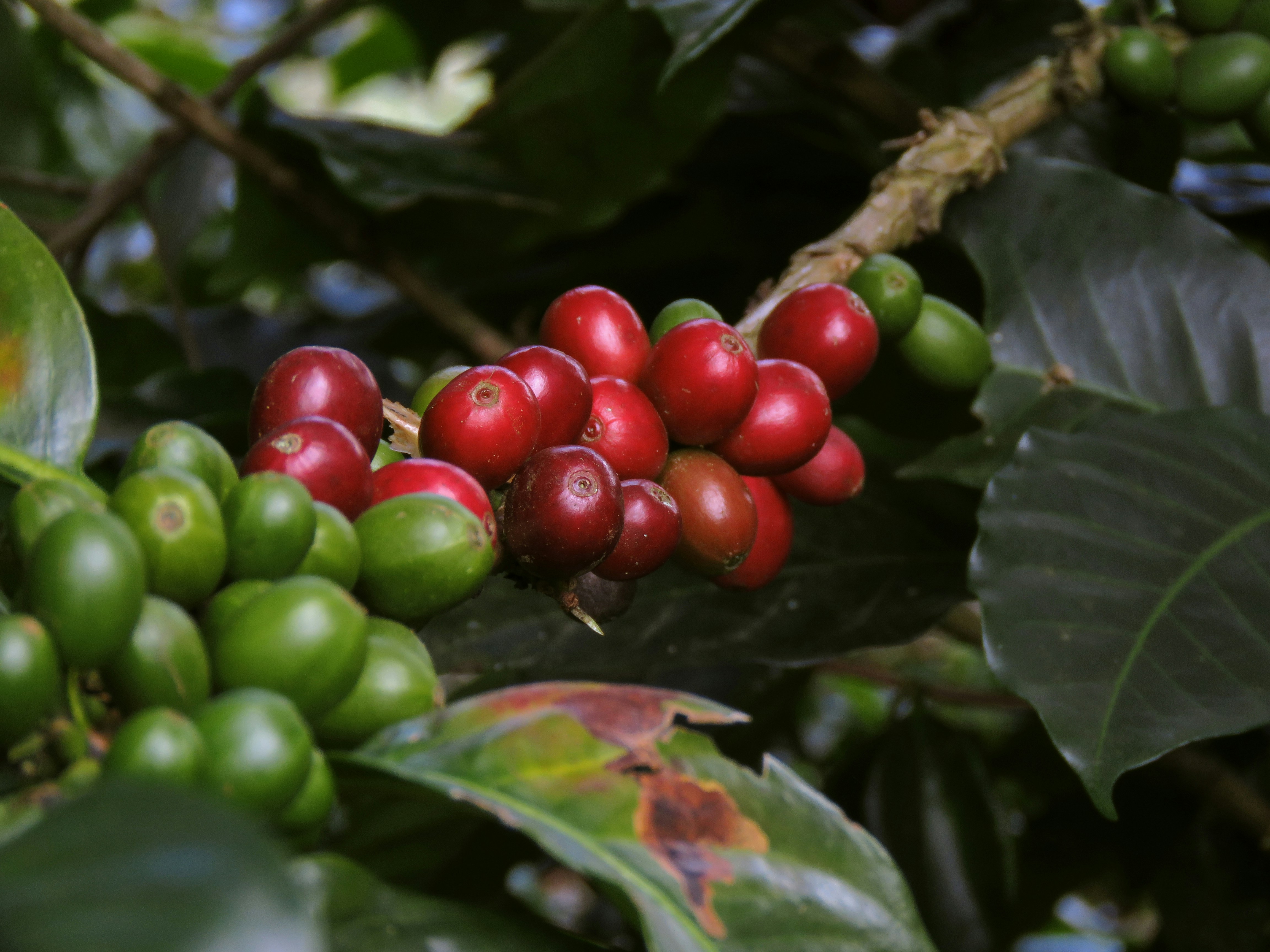 Biozen CBD Infused Coffee