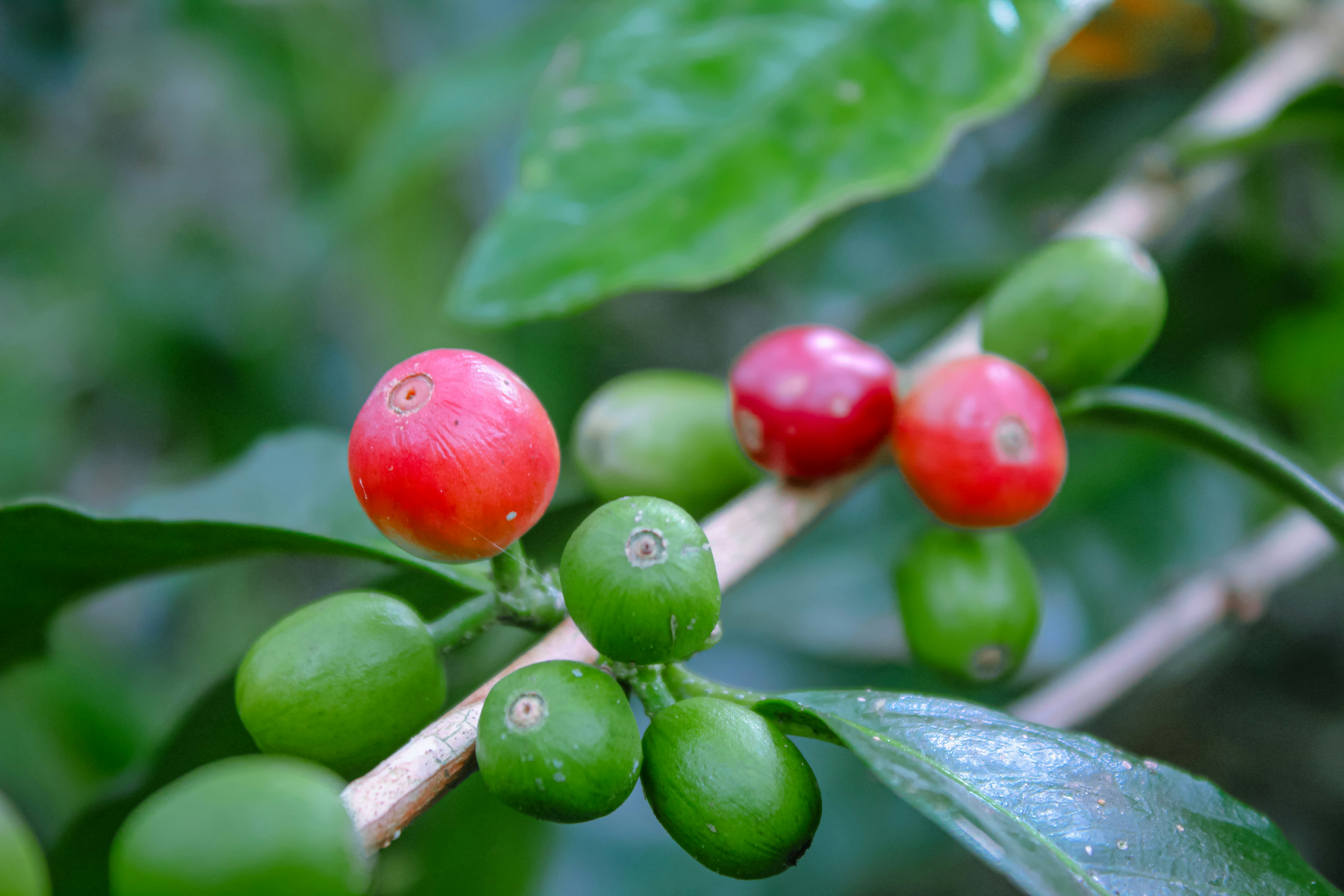 La Casa CBD Infused Coffee