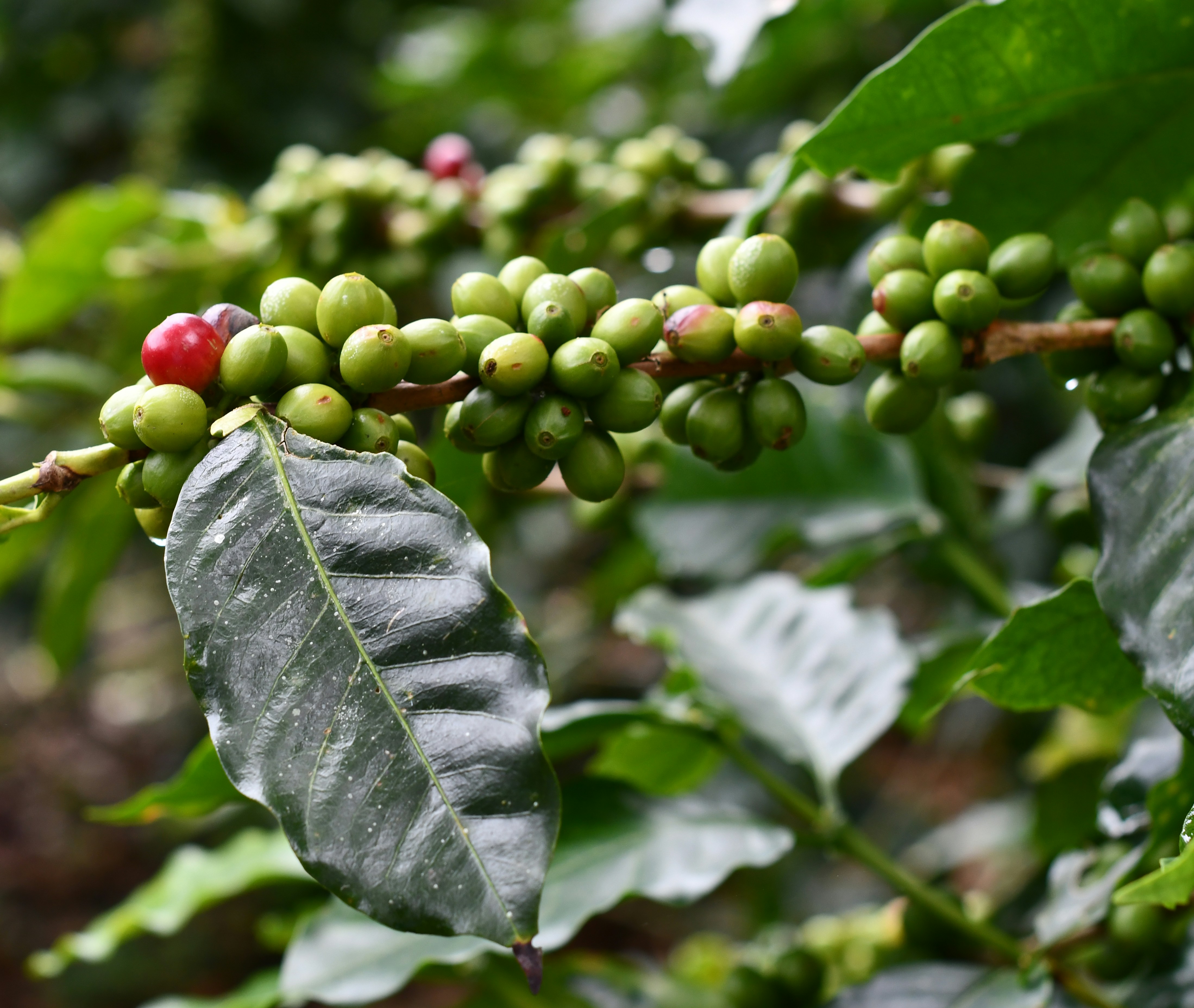 Coffee Wine
