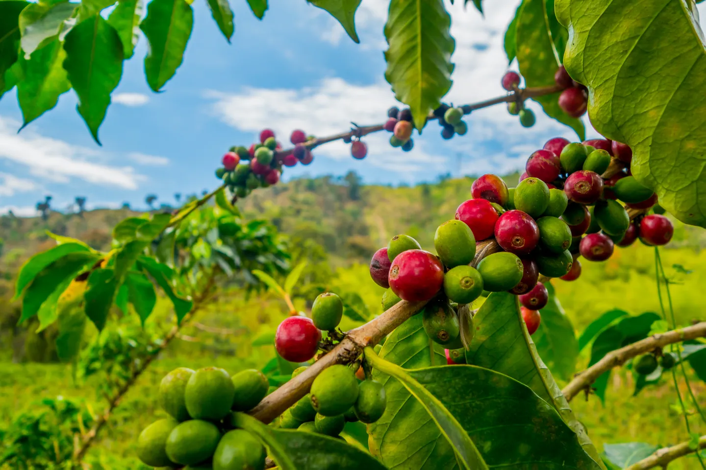 Coffee processing